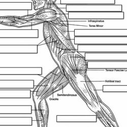 Muscle anatomy muscles lower blank leg limb unlabeled lateral system muscular body physiology worksheets coloring worksheet skeletal drawing bones human