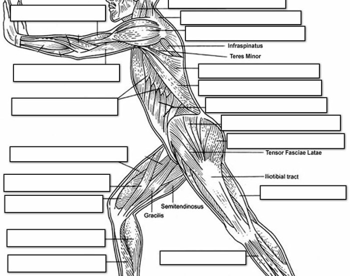 Muscle anatomy muscles lower blank leg limb unlabeled lateral system muscular body physiology worksheets coloring worksheet skeletal drawing bones human