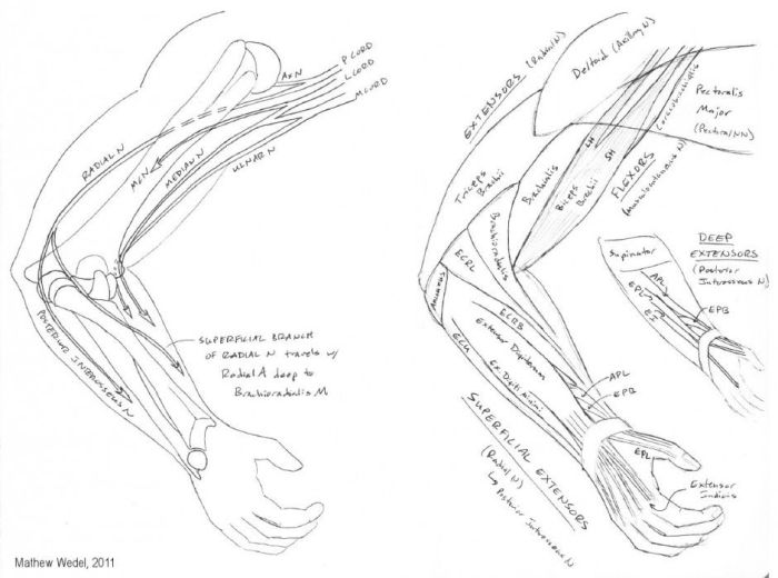 Coloring key human muscle coloring