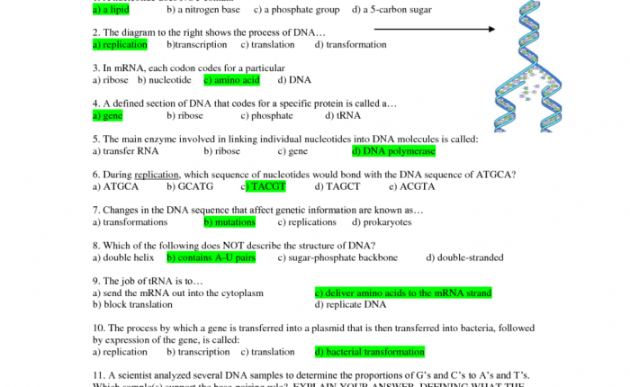 Dna analysis gizmo answer key